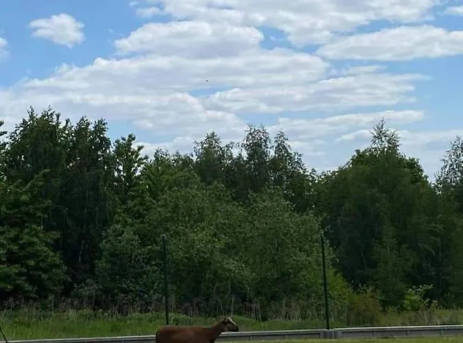 Gosp. Agroturystyczne Stary Gaj