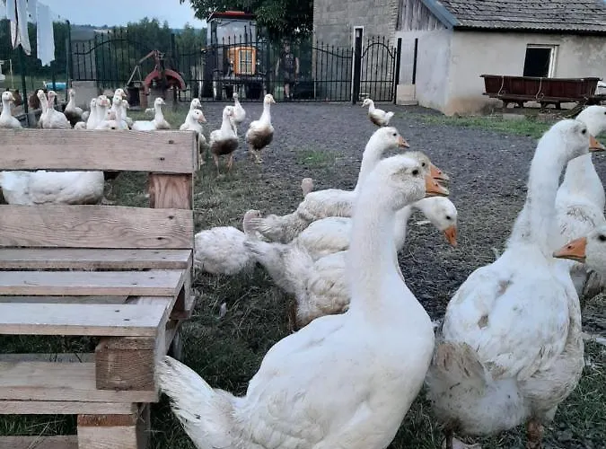 بيت للعطل Gosp. Agroturystyczne Stary Gaj *